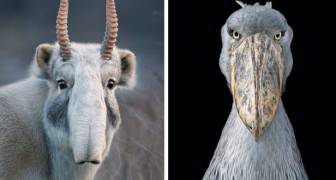 En fotograf spenderar 2 år på att fotografera utrotningshotade djur och skapar fantastiskt vackra bilder 