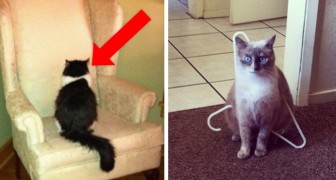 20 lessons that are learned when you live with a cat