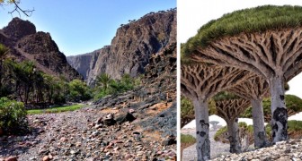 Socotra, eine fantastische Insel die so abgelegen ist, dass sie jedem Besucher wie außerirdisch vorkommt
