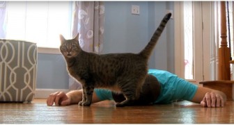Er gibt vor, sich schlecht vor der Katze zu fühlen: Die Reaktion des Tieres wird dich zum Lachen bringen