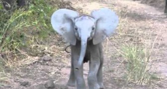 Kleiner Elefant greift Touristen an, dann überlegt er es sich aber doch nochmal