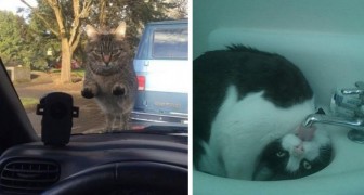 20 esilaranti foto di gatti che vi faranno sorridere all'istante