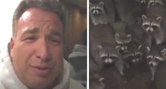 Un hombre da de comer a los mapaches: cuando abre la puerta comprende su error
