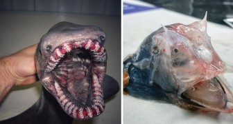A Russian fisherman photographs the strangest creatures he has found and what he shows looks like a horror film!