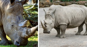 Le dernier mâle rhinocéros blanc du nord s'est éteint: l'avenir de l'espèce s'assombrit