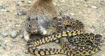 Uno scoiattolo si avvicina a un serpente, ma l'esito della lotta non è per niente scontato!