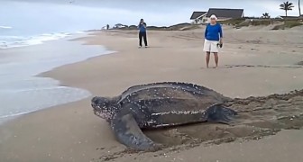 Een paar toeristen filmen een schildpad die terugkeert naar de zee: zijn afmetingen zijn indrukwekkend!
