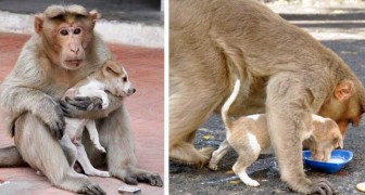 Questa scimmia ha adottato un cagnolino randagio, e il modo in cui lo cura supera ogni immaginazione