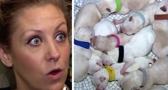 Ze biedt een chihuahua van de straat onderdak om te bevallen: de volgende dag bevalt ze van 11 puppy's