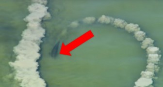 Un delfin crea un circulo de arena en el mar: poco despues la telecamara filma un fenomeno fascinante