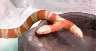 La serpiente con dos cabezas