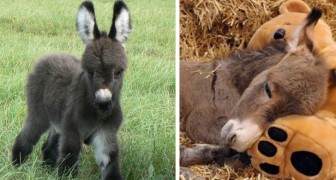 These cute little donkeys will be the sweetest thing you'll see today