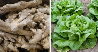 6 vegetables that you can regenerate conveniently at home from kitchen scraps!