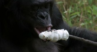 Bonobo lights a fire and toasts some marshmallows