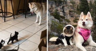 Deze foto's laten zien dat husky's en katten een prachtige match vormen
