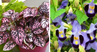 10 växter som kommer att växa frodiga även i det mörkaste hörnet av ditt hem