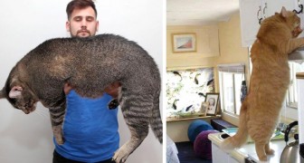 18 pessoas que decidiram adotar um gatinho e acabaram com um tigre dentro de casa