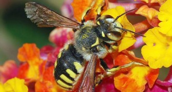 Bienen wurden als die wichtigsten Kreaturen des Planeten erklärt, aber ihr Zahl sinkt weiterhin