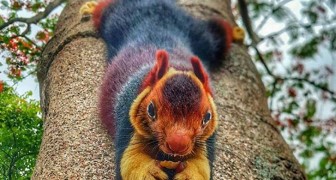 This giant multicolored squirrel is almost too beautiful to be real