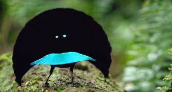 Es wurde eine neue Vogelspezies entdeckt mit derart schwarzen Federn dass sie 99,95% des Lichts absorbieren können