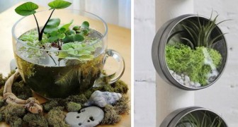 24 waardevolle ideeën voor het maken van een terrarium die je niet mag missen