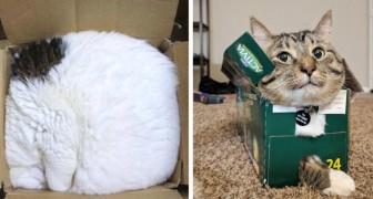 20+ photos of cats that show they do not have the faintest idea of ​​what a bed is!