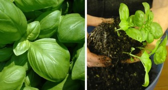 11 beneficial properties of basil and how to make it flourish also at home!