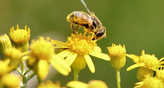 Voici les 7 principales menaces pour les abeilles et comment nous pouvons les aider