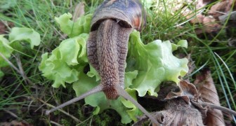 Here a man shows us a simple and inexpensive way to eliminate snails from your garden without pesticides!