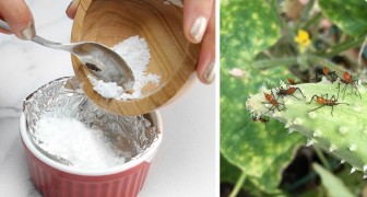 Zeg vaarwel tegen chemische prodcten voor planten en bloemen: hier zijn 13 situaties waarin je bicarbonaat kunt gebruiken