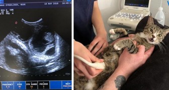 The wonderful reaction of a cat at the precise moment in which she discovers she is pregnant!
