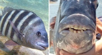 This fish has caught everyone's attention --- just look at its mouth to understand why!