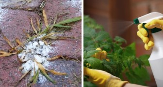 9 natural herbicides that you can prepare at home to eliminate weeds and protect your flowers