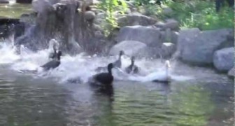 First swim for these neglected ducks