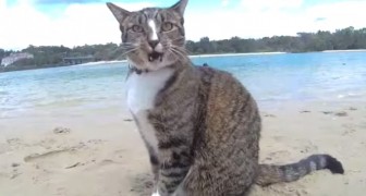 Chiens et chats à la plage