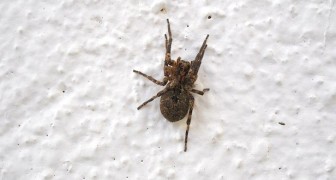 Eine Spinne Im Haus Warum Du Sie Niemals Toten Solltest Auch