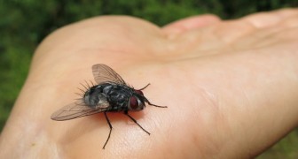 6 metodi naturali per tenere alla larga le mosche senza usare prodotti chimici