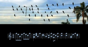 Een muzikant zet vogels die op kabels zitten om in bladmuziek en de melodie die eruit voortkomt is betoverend mooi