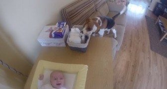 A Beagle helps mum to change the nappy