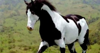 20 cavalos de raças diferentes que parecem verdadeiras obras de arte