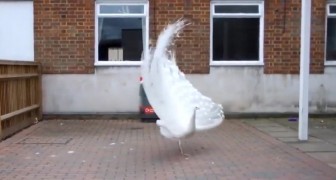 A rare white peacock is preparing to open its tail and the show it puts on is nothing short of wonderful
