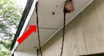 Ants build a living bridge to attack a wasp's nest and it is a true demonstration of clever ingenuity