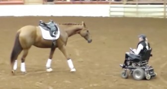 A horse approaches a woman in a wheelchair and what follows captivates the spectators!