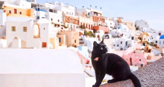 Un rifugio per animali cerca qualcuno che voglia vivere su una splendida isola greca insieme a 55 gatti