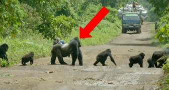 Il gorilla blocca il traffico per far attraversate la sua famiglia: il video della scena è straordinario