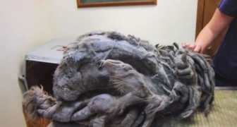 Freiwillige scheren eine ausgesetzte Katze vor einem Tierheim und befreien sie von 4,5 kg Fell