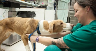 Quand un animal doit être euthanasié, il est important que son ami humain soit proche de lui : les vétérinaires expliquent pourquoi	