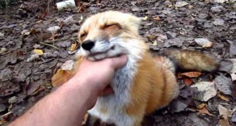 Le superbe renard aime les câlinous