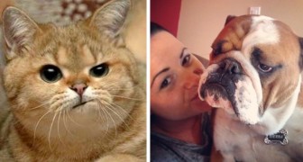 27 esilaranti animali che odiano i selfie ma alla fine vengono ugualmente adorabili