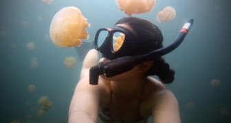 Se avete il terrore delle meduse non guardate questo video